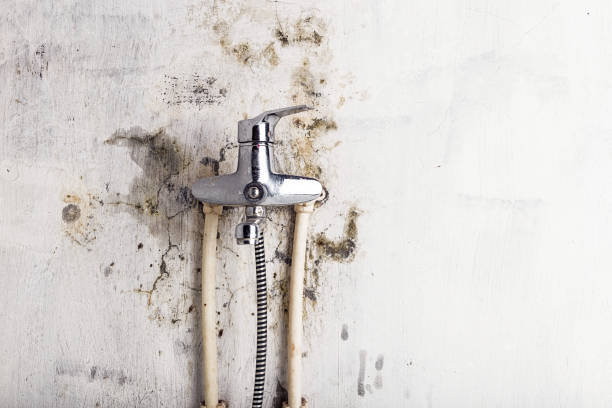 Best Office Mold Removal Services  in Kings Park West, VA