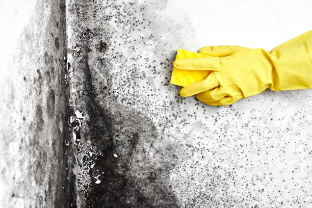 Best Local Mold Removal Service  in Kings Park West, VA