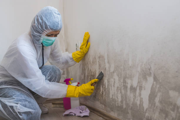 Best Mold Remediation  in Kings Park West, VA