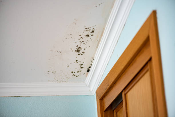 Best Professional Mold Removal  in Kings Park West, VA