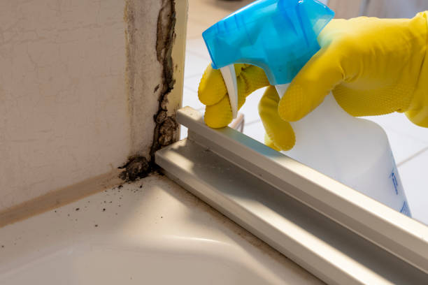 Best Affordable Mold Removal  in Kings Park West, VA