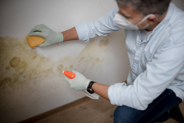 Best Best Mold Removal Companies  in Kings Park West, VA