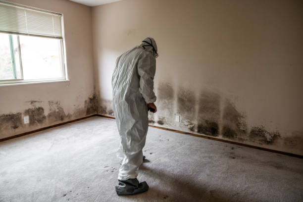 Attic Mold Removal in Kings Park West, VA