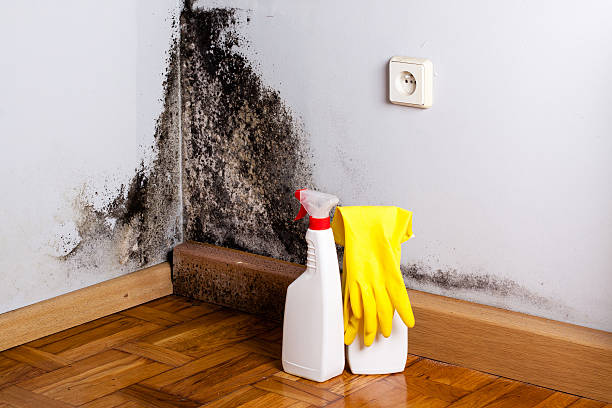 Best Mold Testing  in Kings Park West, VA