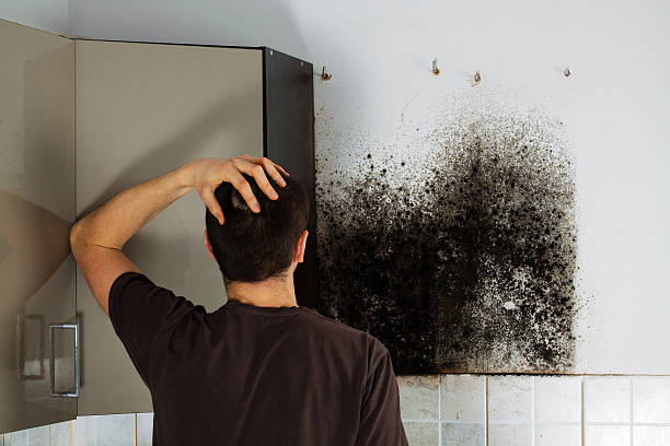 Best Black Mold Removal  in Kings Park West, VA
