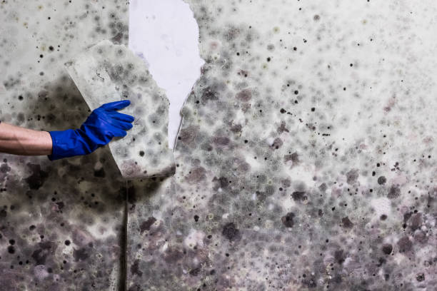 Best Fast Mold Removal  in Kings Park West, VA